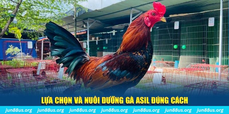 Lựa chọn và nuôi dưỡng gà Asil đúng cách