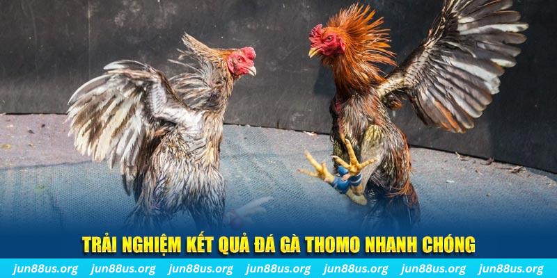 Trải nghiệm kết quả đá gà Thomo nhanh chóng