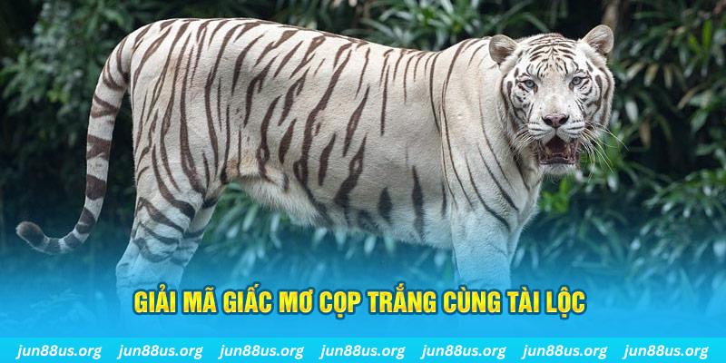 Giải mã giấc mơ cọp trắng cùng tài lộc