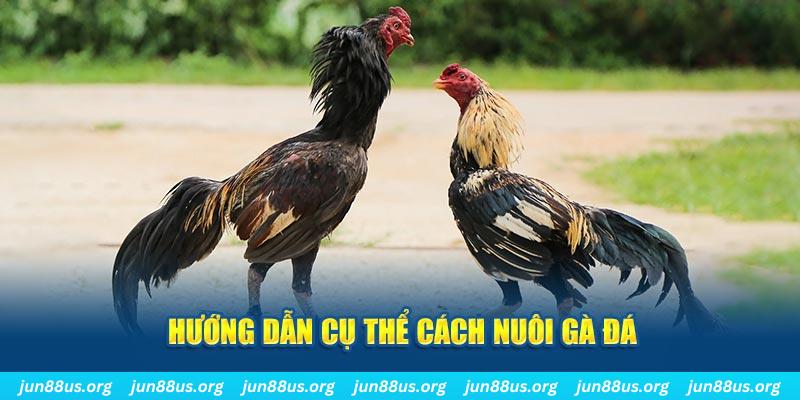 Chỉ dẫn tổng quan cách nuôi gà đá