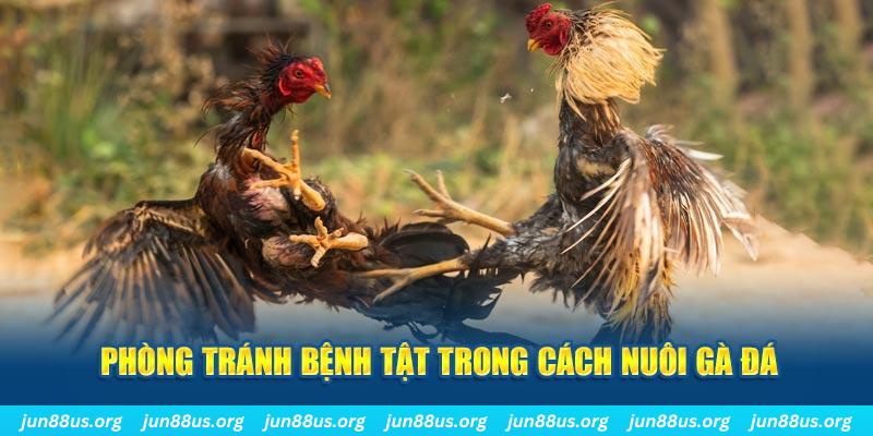 Phòng tránh bệnh tật trong cách nuôi gà đá