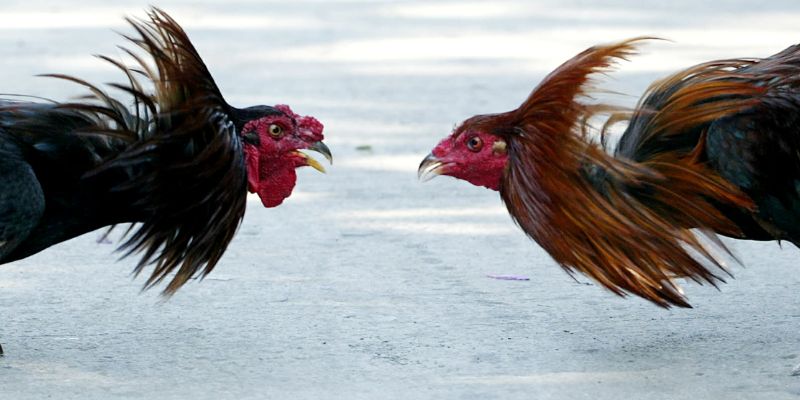 Chiến kê điều mật đang thể hiện phong độ vượt trội