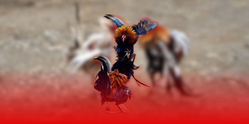 Kinh nghiệm đọc phong độ chiến kê qua lịch sử đối đầu