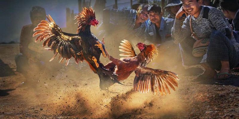 Đá gà C3 tại trường Sv388 luôn có những cú đá đẹp mắt nhất