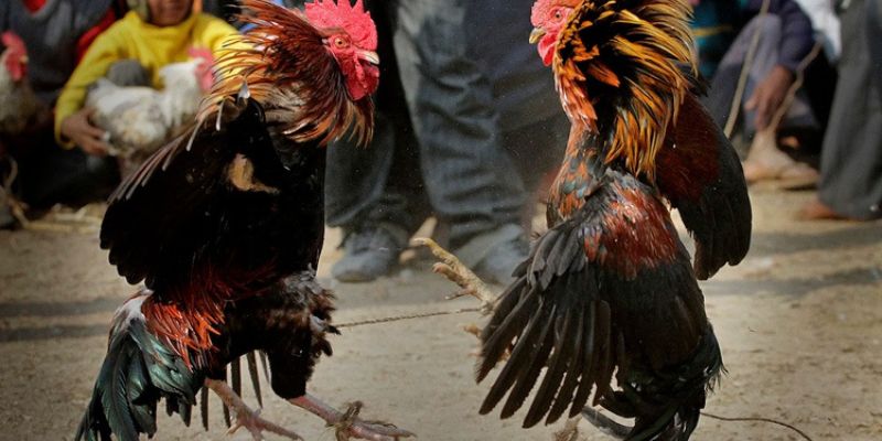 Lịch thi đấu và chiến kê nổi bật đá gà Mỹ tại Jun88