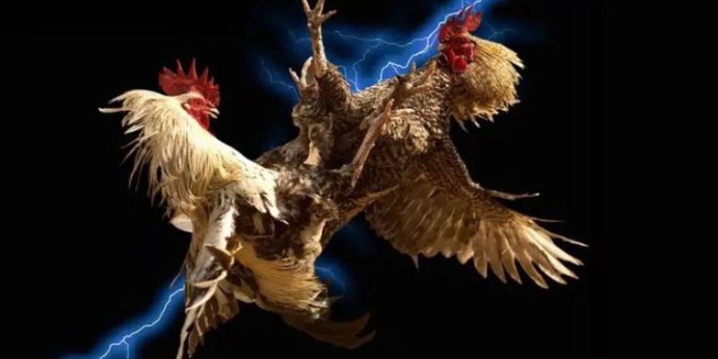 Chiến thuật so sánh chiến kê theo sức mạnh và kinh nghiệm
